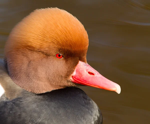 Κόκκινο κορωνίδα pochard (Netta Rufina) πορτρέτο — Φωτογραφία Αρχείου