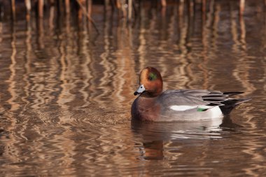 erkek wigeon veya Avrasya wigeon (anas penelope, daha önce mareca