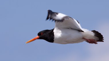 Oystercatcher uçuş