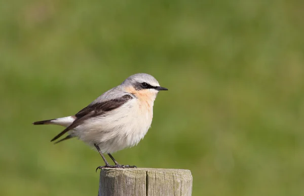 Wheatear en un poste — Foto de Stock