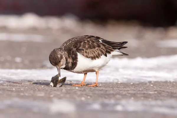 キョウジョシギ (型 interpres) ハマグリを食べる — ストック写真