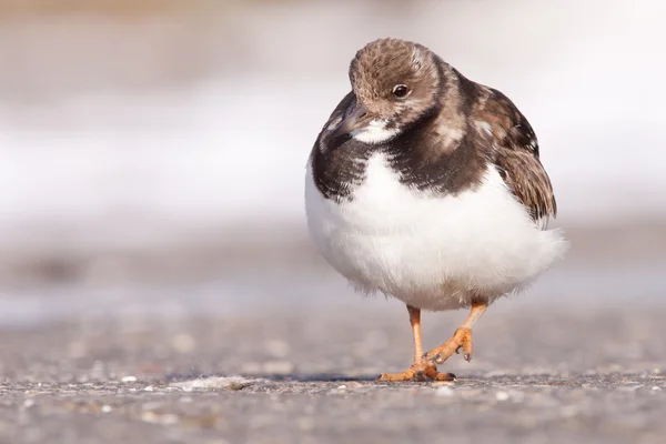 Caminhando Ruddy Turnstone (Arenaria interpres ) — Fotografia de Stock