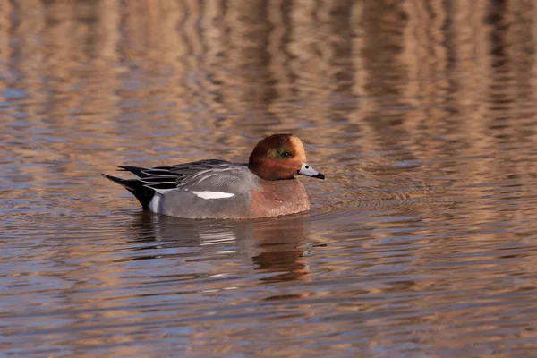 erkek wigeon veya Avrasya wigeon (anas penelope, daha önce mareca