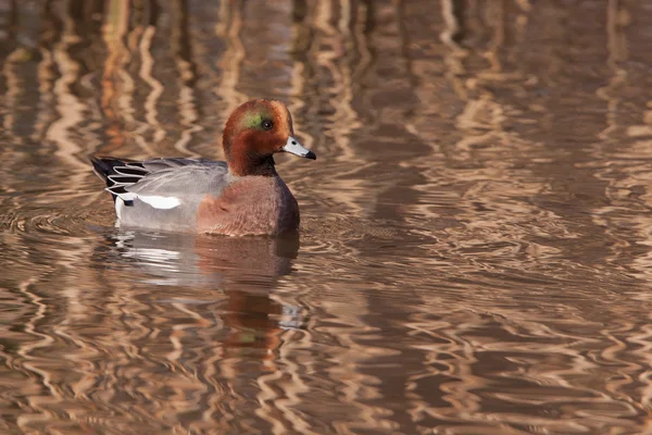 Mężczyzna wigeon lub wigeon zwyczajny (anas penelope, wcześniej mareca — Zdjęcie stockowe