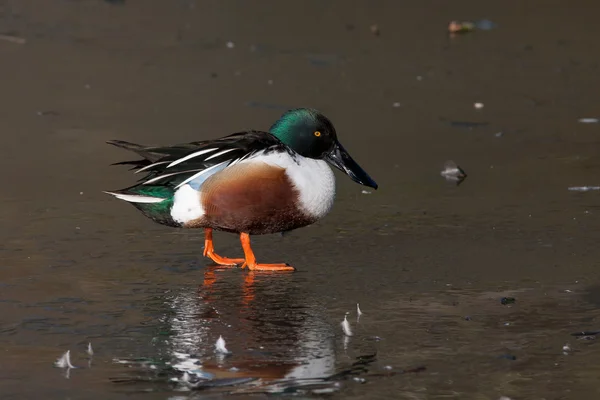 男性ハシビロガモ (Anas clypeata) — ストック写真