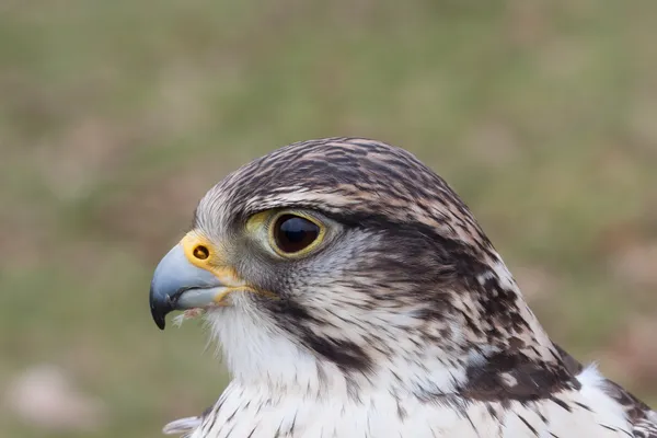 Peregrine falcon portrait — Stock Photo, Image