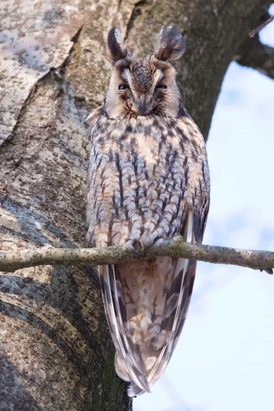 Long-eared Owl — Stock Photo, Image