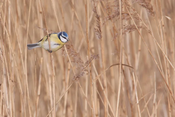 Pimpelmees in het riet — Stockfoto