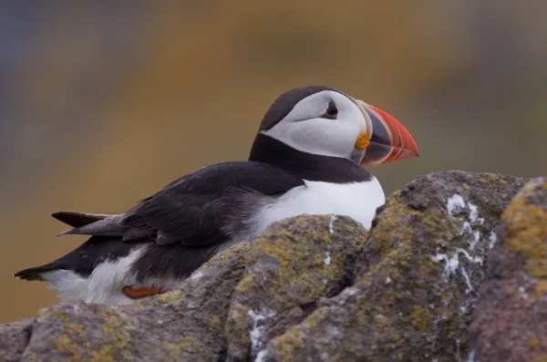 Papageitaucher (fratercula arctica)) — Stockfoto