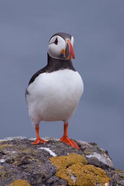 Martı (fratercula arctica) — Stok fotoğraf