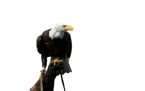 American bald eagle on the hand of a falconer — Stock Photo, Image