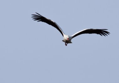 Stork flying towards the viewer clipart