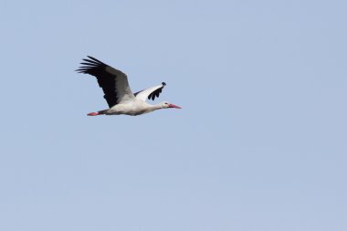 Flying stork