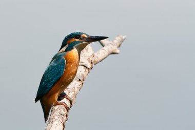 ortak kingfisher bir şube üzerinde oturan ( Alcedo atthis )