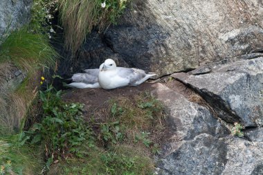 Fulmar çift onların yuva üzerinde