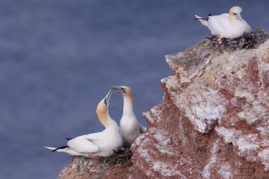 Gannet çift üzerinde bir uçurumun üstünde onların yuva