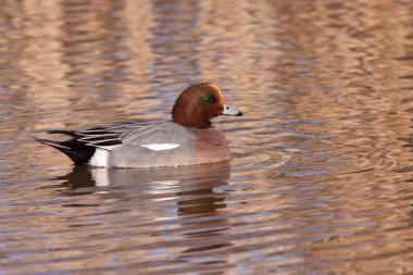 erkek wigeon veya Avrasya wigeon (anas penelope, daha önce mareca
