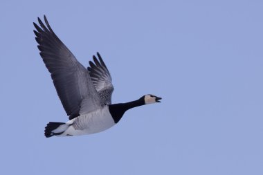 Barnacle kaz (Branta leucopsis) uçuş