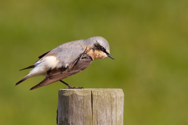 bir yazı üzerine çizilmeye kuyrukkakan