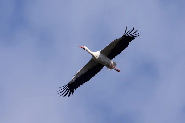 Cigüeña voladora en vuelo — Foto de Stock