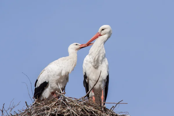 Cigüeña pareja limpieza uno al otro —  Fotos de Stock