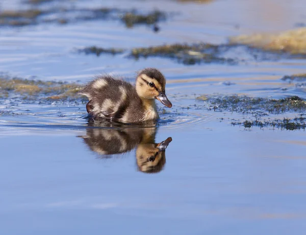 Suda yüzen ördek yavrusu — Stok fotoğraf