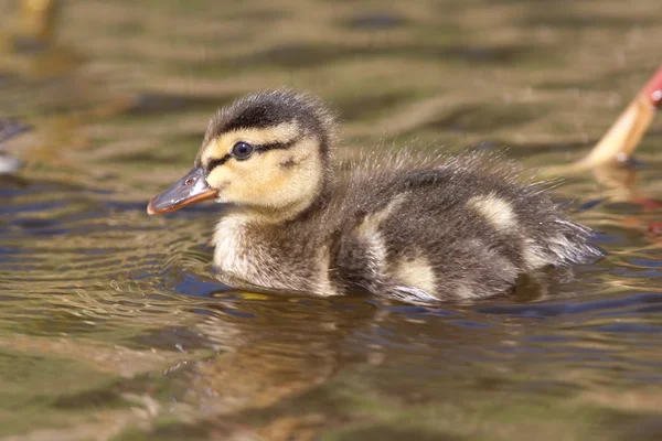 Duckling swimming in water — Stock Photo, Image