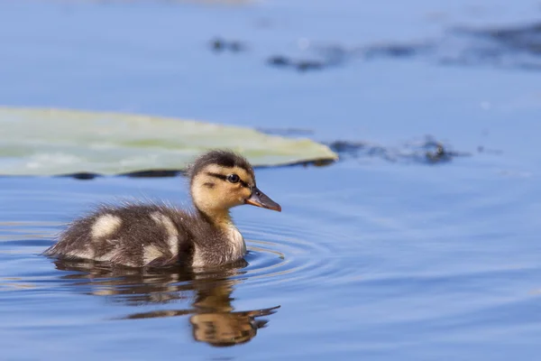 Duckling swimming in water — Stock Photo, Image
