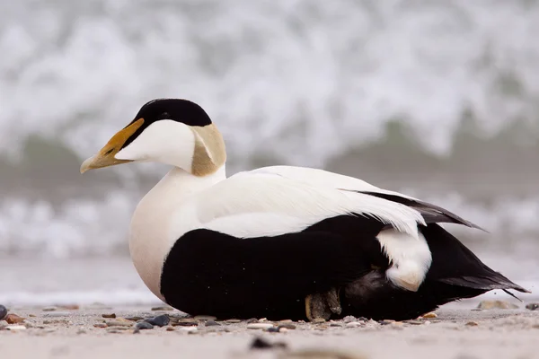 Male eider on a beach — Stock Photo, Image