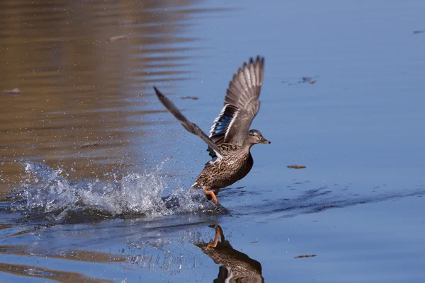 Mallard correndo na água — Fotografia de Stock