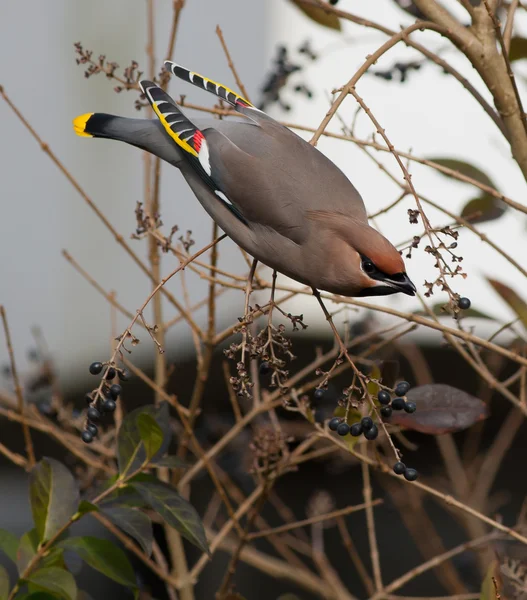 Bohemian Waxwing on a branch — Stock Photo, Image