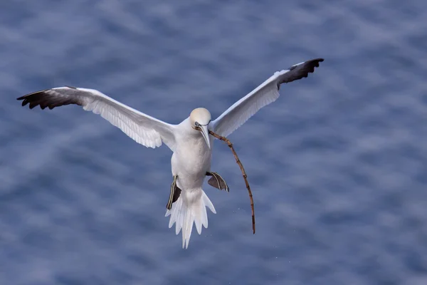 Gannet che vola con materiale di nidificazione nel becco — Foto Stock