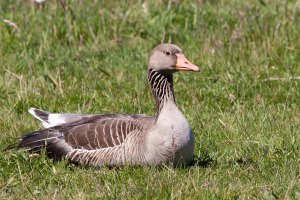 Greylag ganso puesta en un campo — Foto de Stock