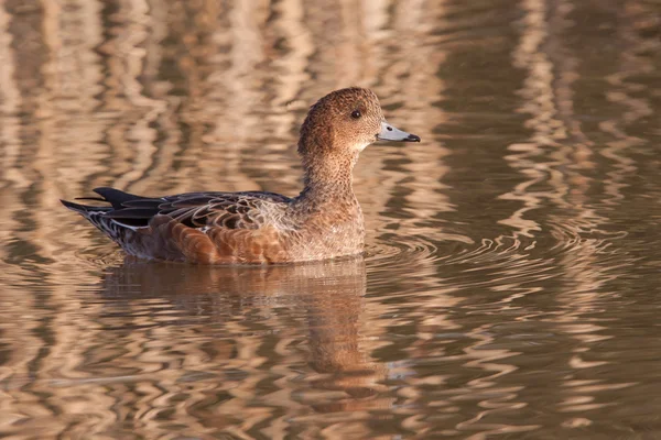 Female Wigeon or Eurasian Wigeon (Anas penelope, previously Mare — Stock Photo, Image