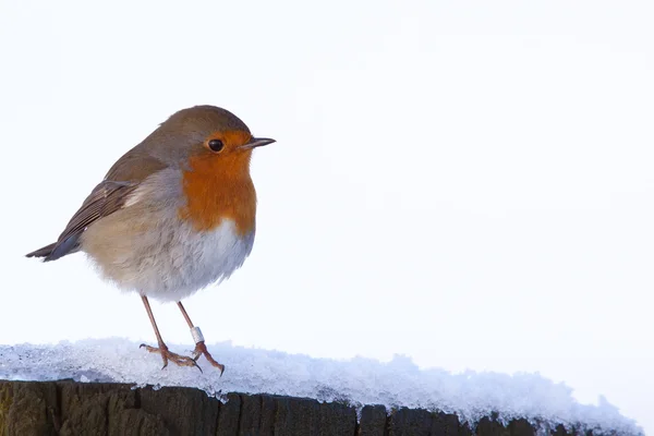 罗宾 (Erithacus Rubecula) 在雪中 — 图库照片