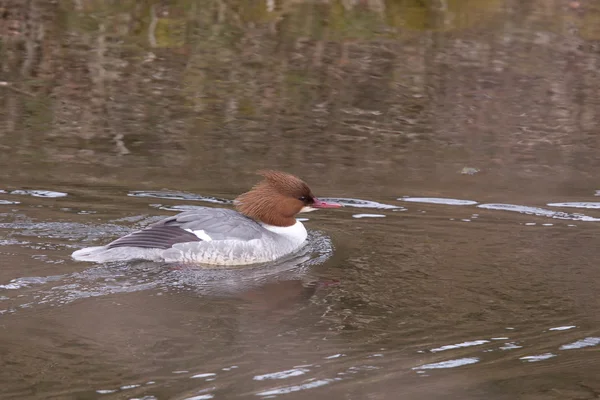 水で goosander (コウライアイサは明瞭な冠) — ストック写真