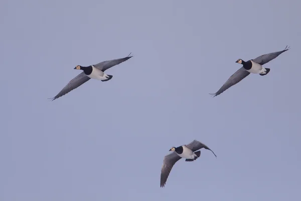 따개 비 거 위 (Branta leucopsis) 비행 — 스톡 사진