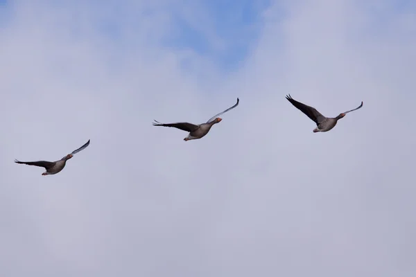 Brent lúd (Branta bernicla) repülés — Stock Fotó