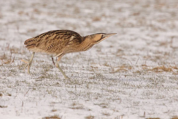 Bittern στο χιόνι — Φωτογραφία Αρχείου