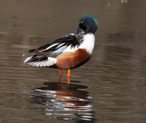 Male Northern Shoveler (Anas clypeata) cleaning himself — Stock Photo, Image