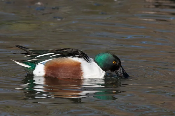 Male Northern Shoveler (Anas clypeata) — Stock Photo, Image