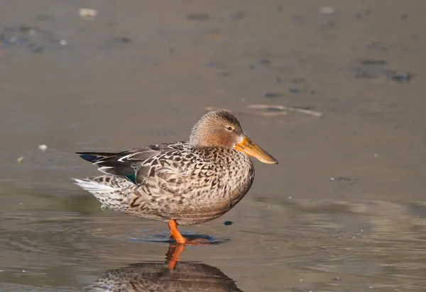 Hembra Northern Shoveler (Anas clypeata) limpiándose —  Fotos de Stock