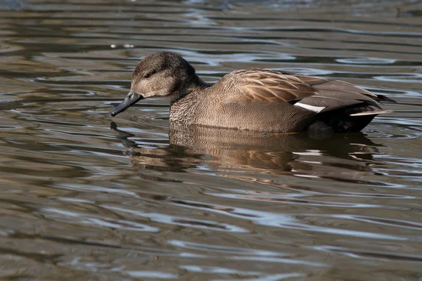 Gadwall (Anas strepera) nuoto — Foto Stock