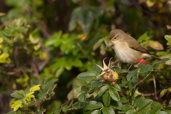 La paja en el arbusto — Foto de Stock