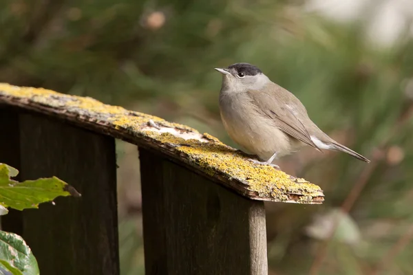 Blackcap mâle sur une clôture de jardin — Photo