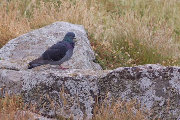 Rock pigeon on a rock — Stock Photo, Image