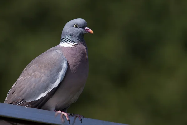 Waldtaube aus nächster Nähe — Stockfoto