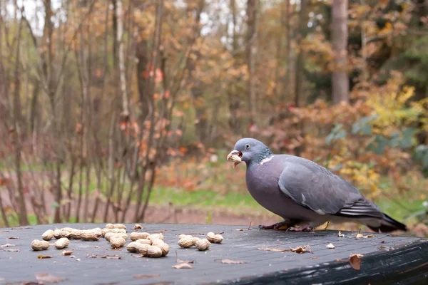 Wood pigeon on a table with a peanut in its beak — Stock Photo, Image