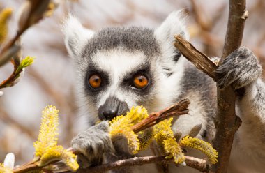 Ring-tailed Lemurlar (Lemur catta) yemek