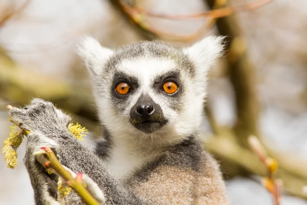 Ring-tailed Lemurlar (Lemur catta) yemek — Stok fotoğraf